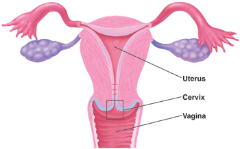 Picture of Uterus showing anatomy